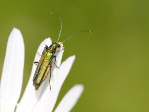 Homeopatická poradna Jany Trávníčkové Zánět močového měchýře. 
https://www.lecbaodzakladu.cz/zanet-mocoveho-mechyre-2/