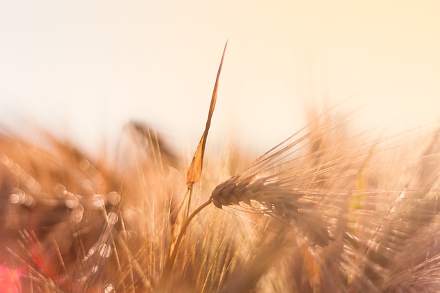 Vitamin D účinky Homeopatická poradna Jany Trávníčkové info@lecbaodzakladu.cz